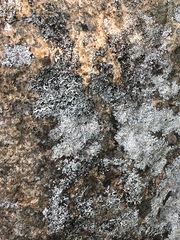 Tephromelataceae