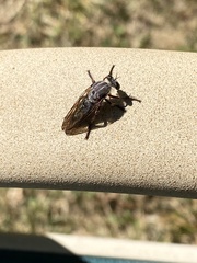Heteropogon macerinus
