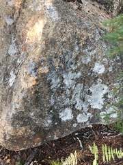 Tephromelataceae