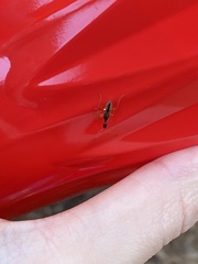 Myodocha serripes