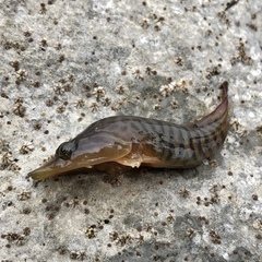 Lepadogaster lepadogaster