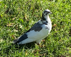 Columba livia domestica