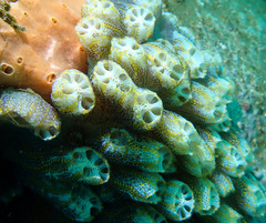 Botrylloides magnicoecus