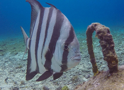 Atlantic Spadefish