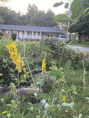 Baptisia sphaerocarpa
