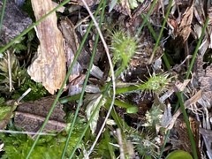 Drosera intermedia