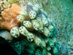 Botrylloides magnicoecus