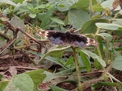 Junonia orithya madagascariensis