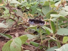 Junonia orithya madagascariensis