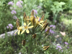 Triteleia