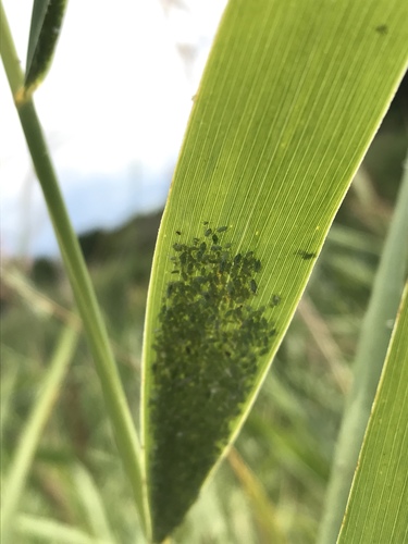 Mealy Plum Aphid photo 3