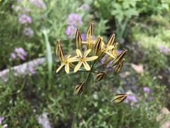Triteleia