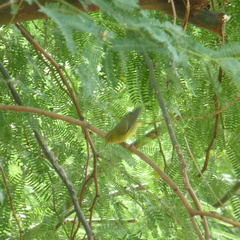 Leiothlypis celata