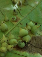 Caryomyia conoidea