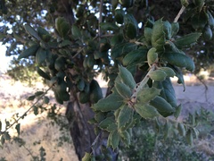 Quercus agrifolia oxyadenia