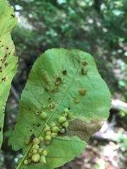 Caryomyia conoidea