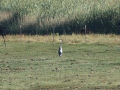 Ardea herodias