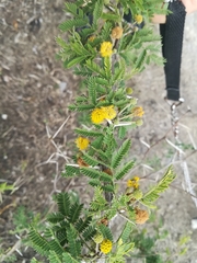 Vachellia farnesiana