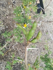Vachellia farnesiana