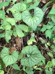 Viola walteri