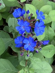 Ceratostigma
