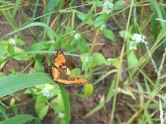 Precis octavia octavia