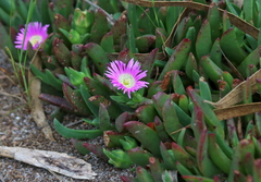 Carpobrotus modestus