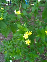 Pseudomussaenda flava