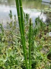 Eleocharis equisetoides