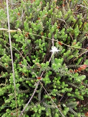 Sedum moranense