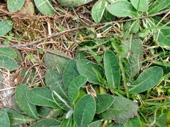 Pilosella aurantiaca
