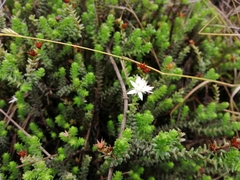 Sedum moranense