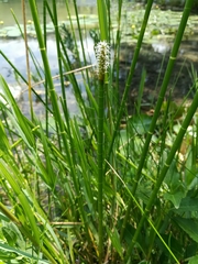 Eleocharis equisetoides