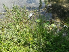 Eleocharis equisetoides