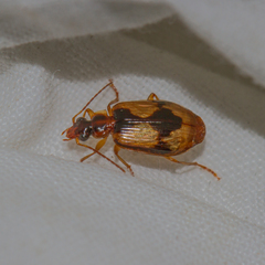 Lebia