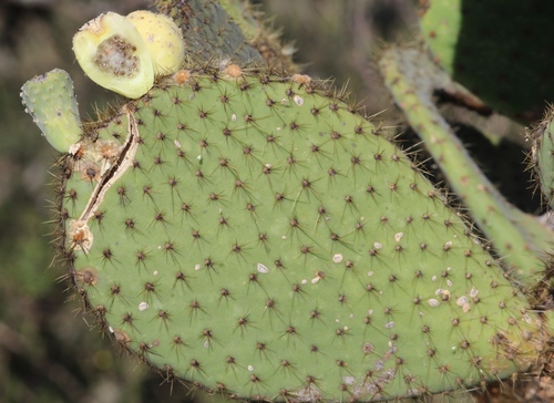 Arborescent Pricklypear