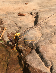 Megarhyssa macrurus icterosticta