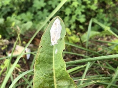 Scopula indicataria