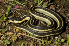 Thamnophis elegans hueyi