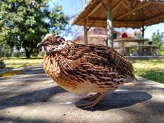 Coturnix