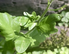 Cardamine chenopodiifolia