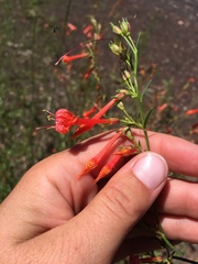Ipomopsis aggregata formosissima