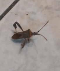 Leptoglossus concaviusculus