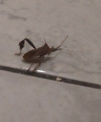 Leptoglossus concaviusculus