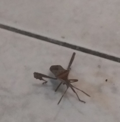 Leptoglossus concaviusculus