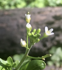 Cardamine chenopodiifolia