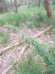 Cassinia aculeata aculeata