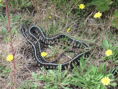 Thamnophis sirtalis concinnus