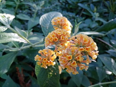 Buddleja weyeriana