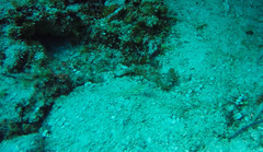 Coryphopterus glaucofraenum